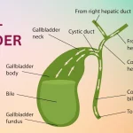 Digestive Problems After Gallbladder Removal