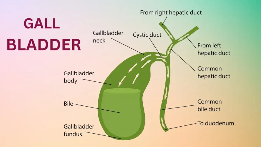 Digestive Problems After Gallbladder Removal