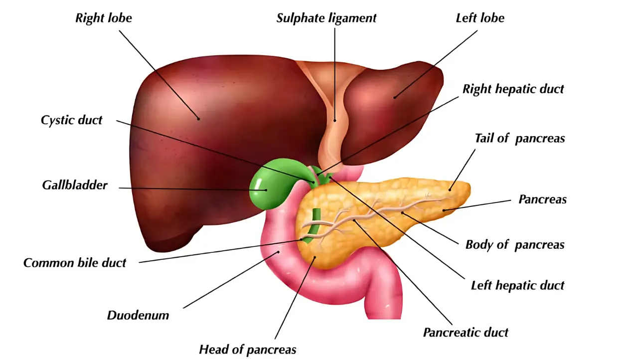 Digestive Problems After Gallbladder Removal, yes many problem face to remove after gall bladder