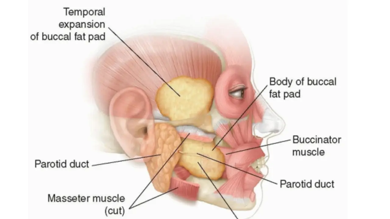 Buccal Fat Removal Men