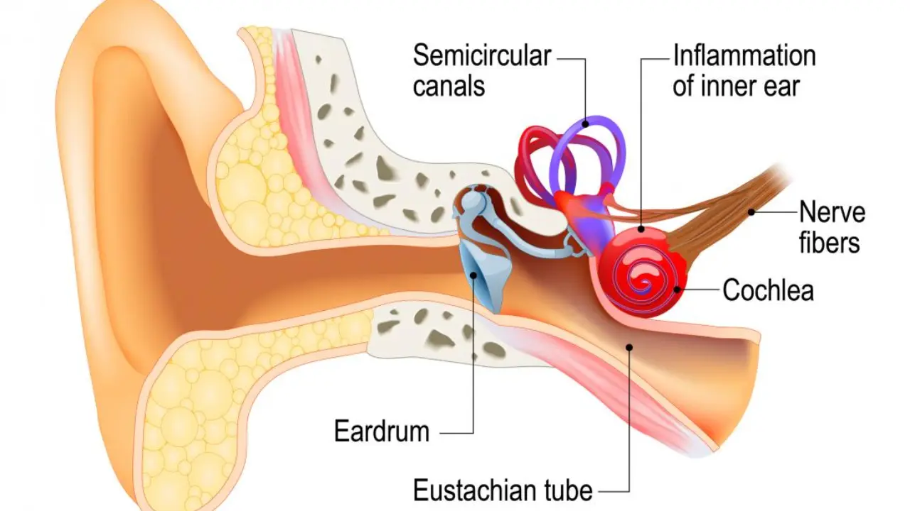 Shocking Link Between Ear Problems and Vertigo!