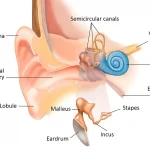 Shocking Link Between Ear Problems and Vertigo!