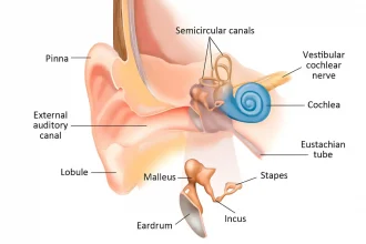 Shocking Link Between Ear Problems and Vertigo!