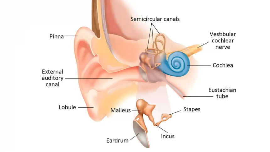 Shocking Link Between Ear Problems and Vertigo!