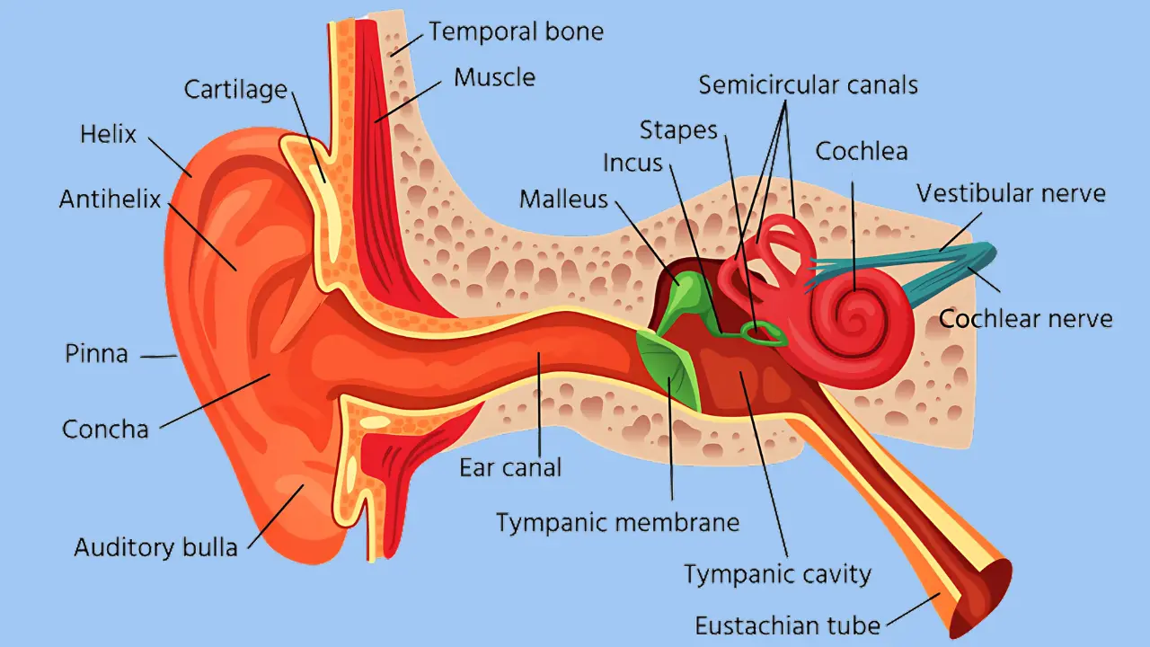 Shocking Link Between Ear Problems and Vertigo!